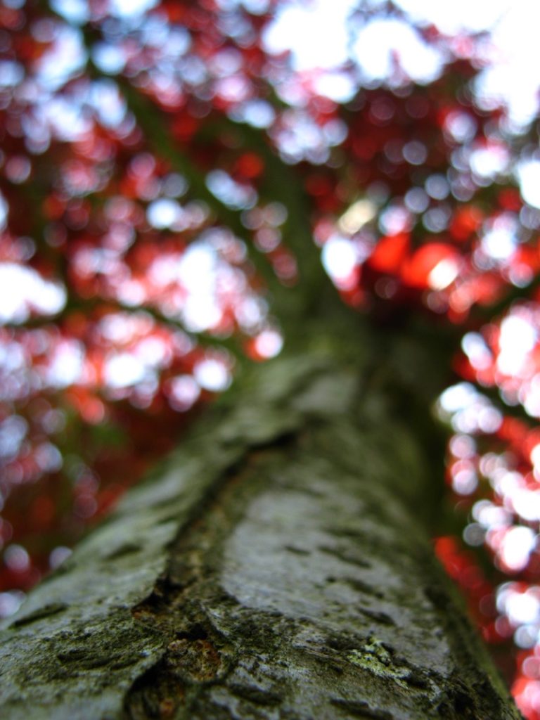 arbre rouge